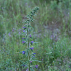 GRAINES de Vipérine Commune Echium vulgare tous les conseils de culture du semis à la floraison
