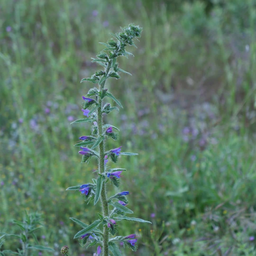 GRAINES de Vipérine Commune Echium vulgare tous les conseils de culture du semis à la floraison
