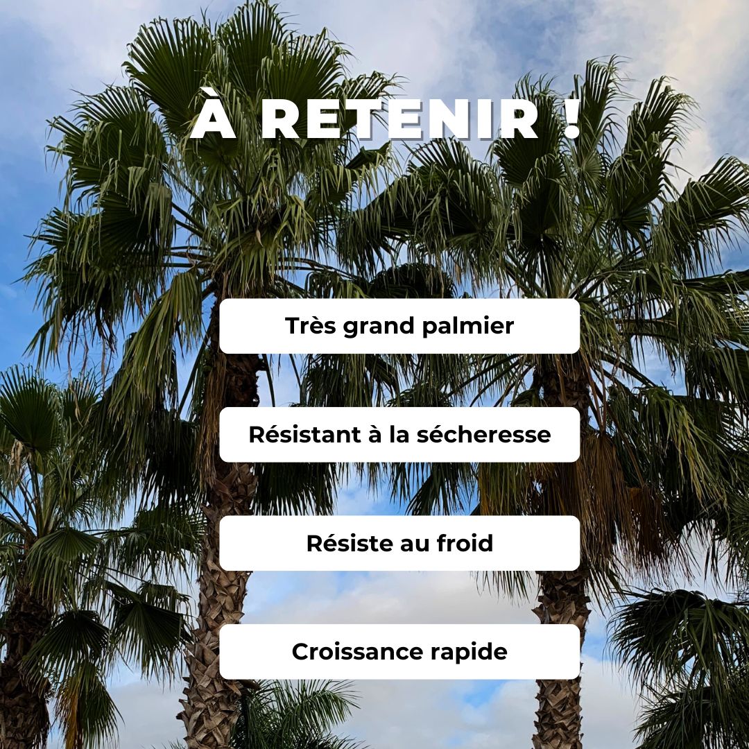 GRAINES de Washingtonia robusta Palmier Jupon du Mexique comment semer et cultiver