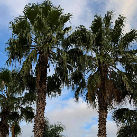 GRAINES de Washingtonia robusta Palmier Jupon du Mexique palmier rustique