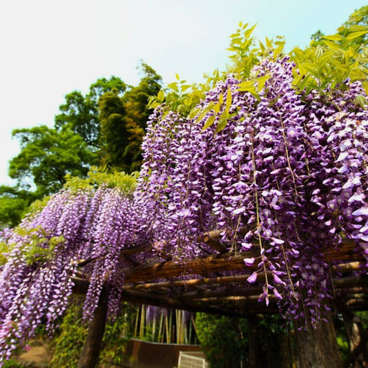 GRAINES de Wisteria floribunda Glycine du Japon