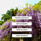 GRAINES de Wisteria floribunda Glycine du Japon comment semer et cultiver
