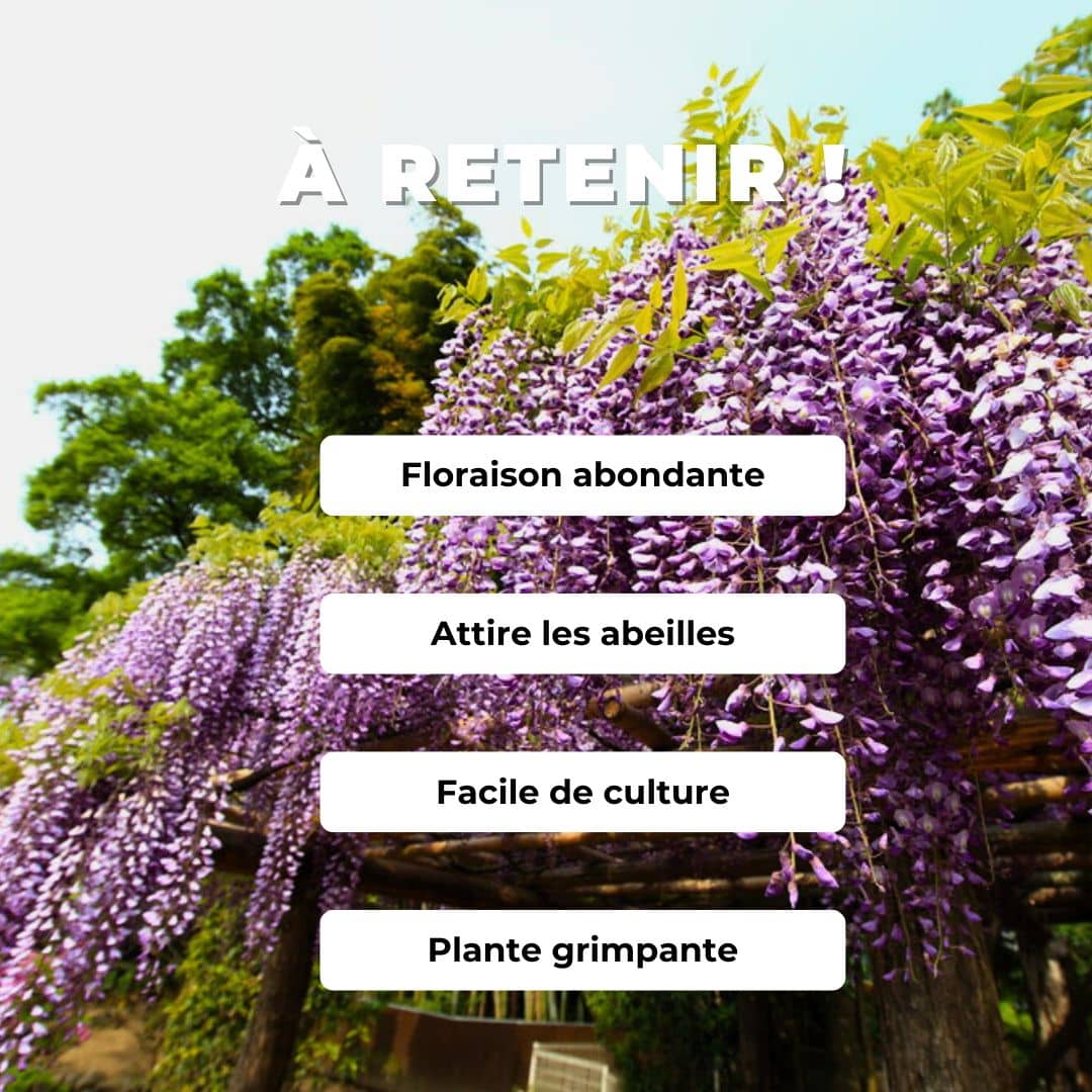 GRAINES de Wisteria floribunda Glycine du Japon comment semer et cultiver