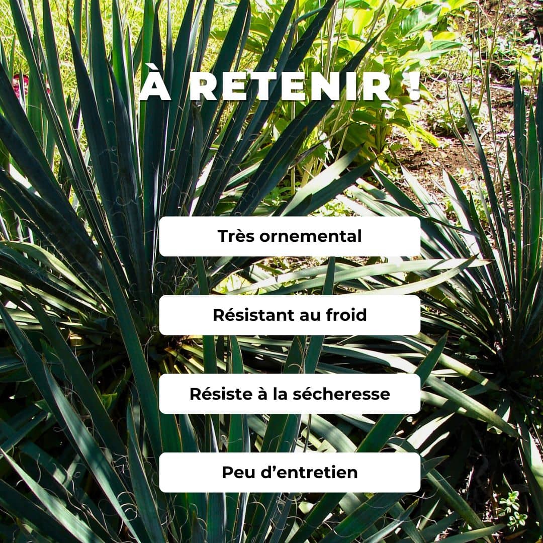 GRAINES de Yucca filamentosa Yucca filamenteux comment semer et cultiver