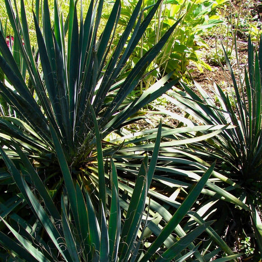 GRAINES de Yucca filamentosa Yucca filamenteux plantes grasses