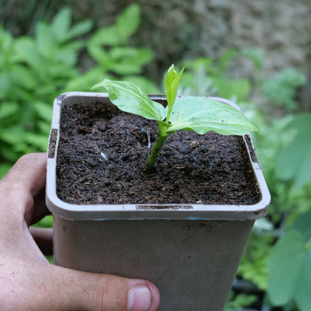 GRAINES de baobab africain adansonia digitata à faire germer monde vegetal