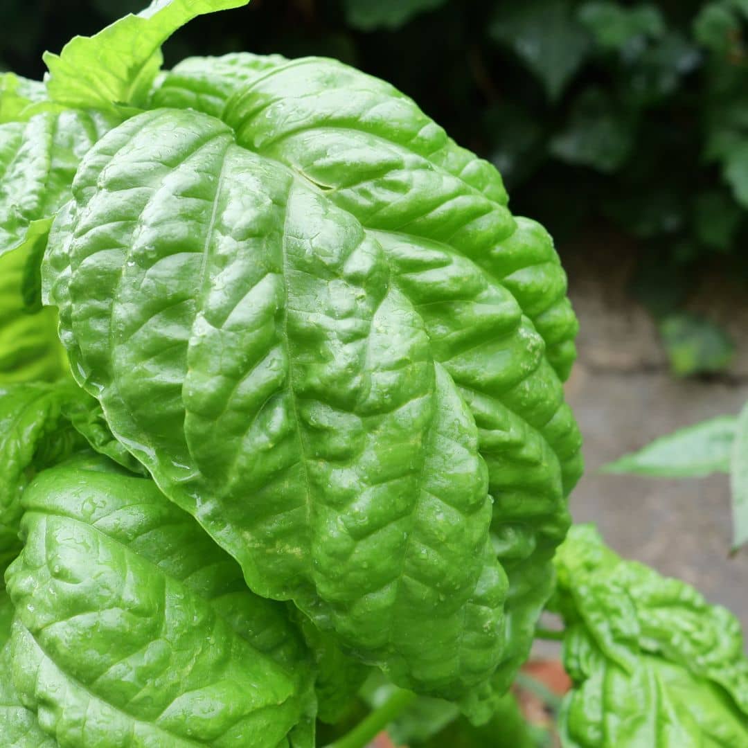 GRAINES de basilic géant monstrueux mammouth variété de basilic xxl à feuilles géantes monde vegetal
