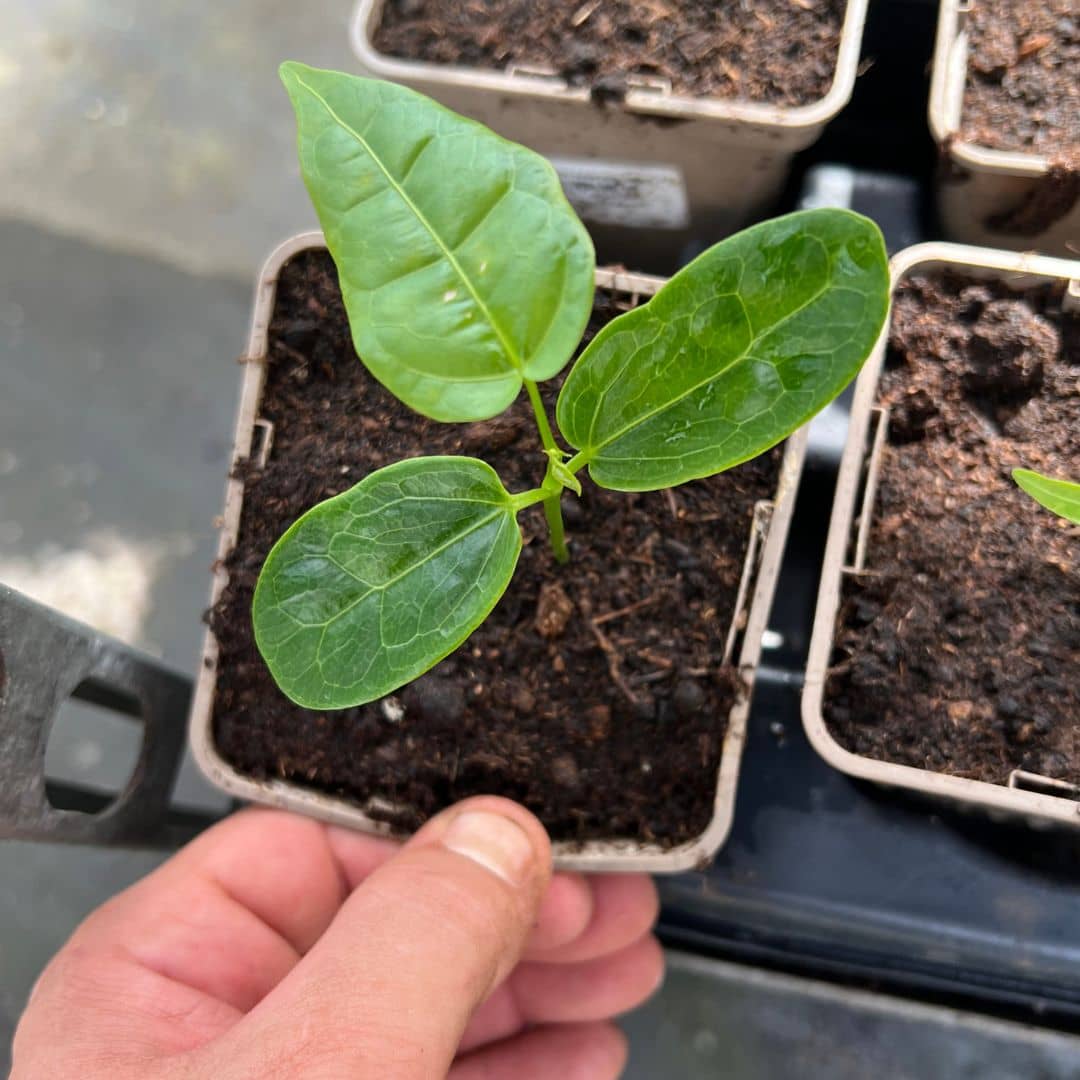 GRAINES de brachychiton acerifolius flamme australienne une plante rare à collectionner