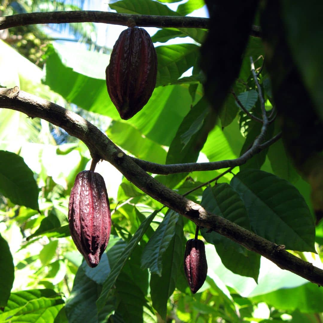 GRAINES de cacaotier cacaoyer Theobroma cacao