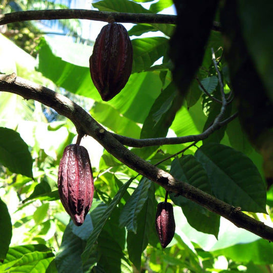 GRAINES de cacaotier cacaoyer Theobroma cacao