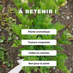 GRAINES de céleri branche d'elne apium graveolens comment semer et cultiver