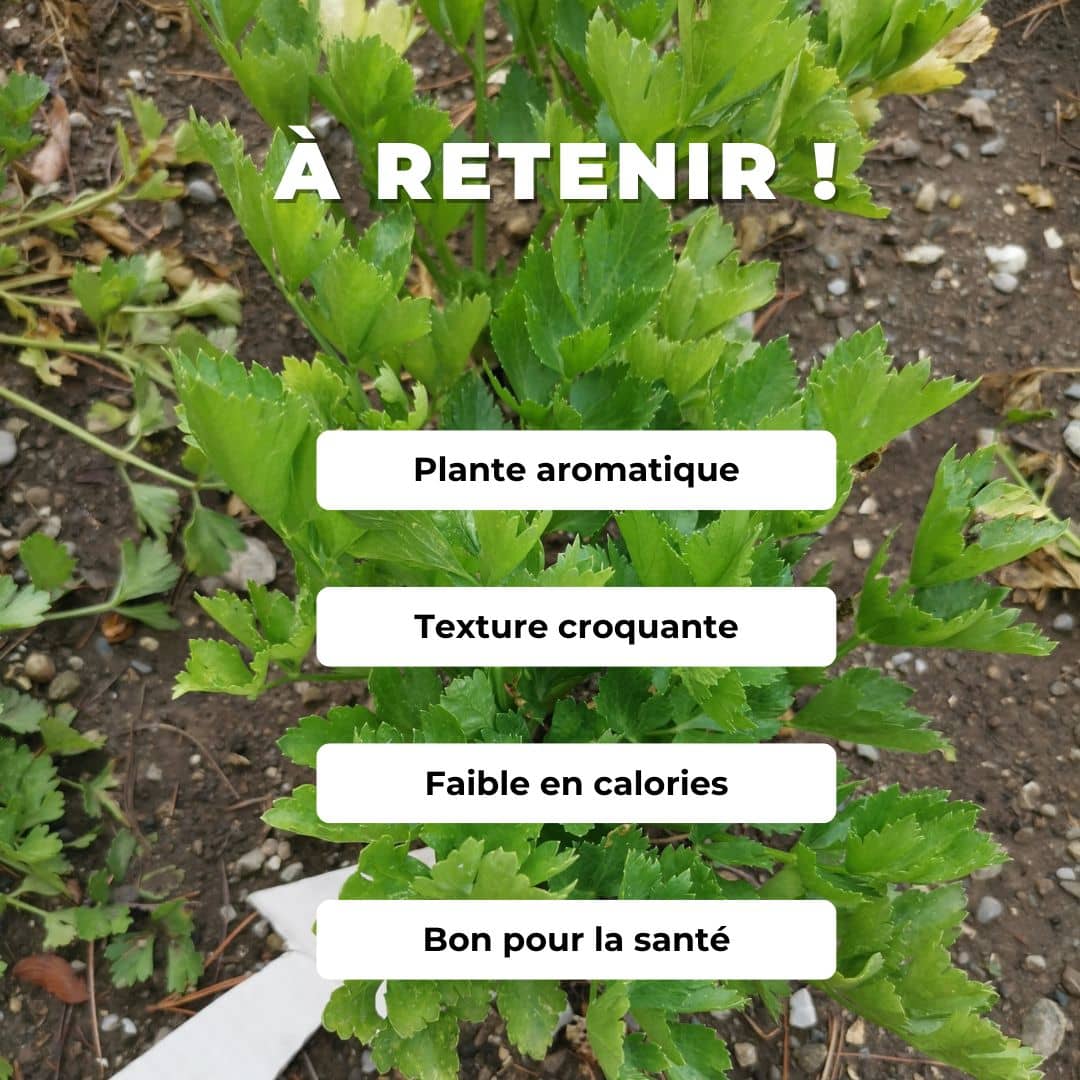 GRAINES de céleri branche d'elne apium graveolens comment semer et cultiver