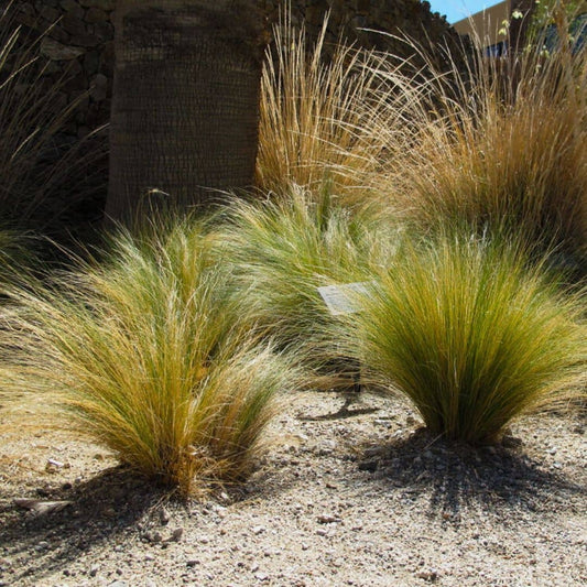 GRAINES de cheveux d'ange Nassella tenuissima Stipa