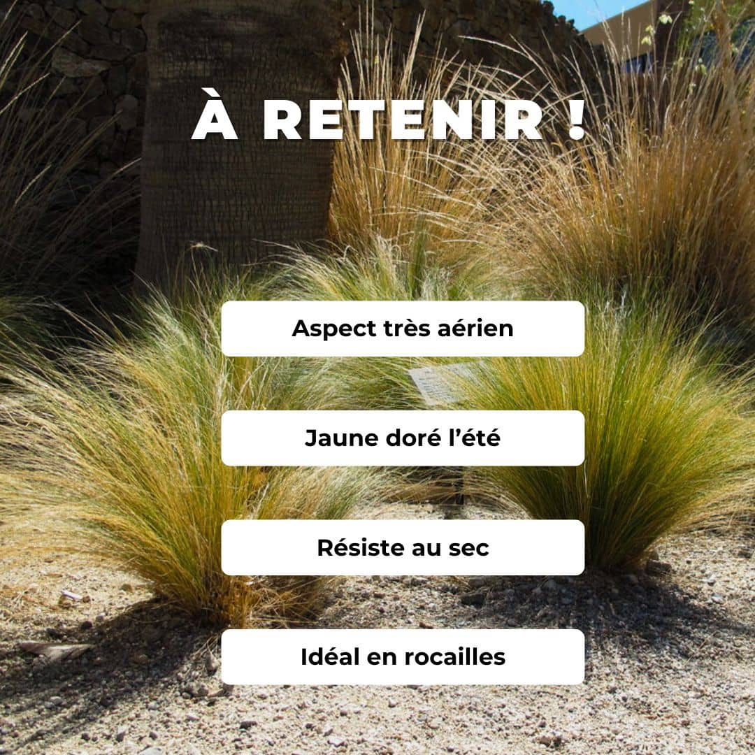 GRAINES de cheveux d'ange Nassella tenuissima Stipa comment semer et cultiver