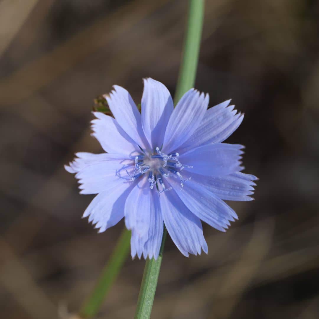 GRAINES de chicorée sauvage cichorium intybus plantes à semer et collectionner