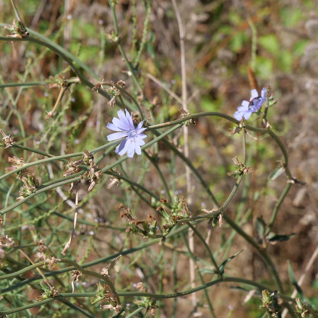 GRAINES de chicorée sauvage cichorium intybus 