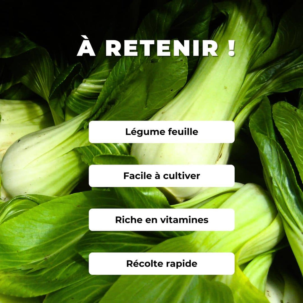 GRAINES de chou chinois Pak Choi Brassica rapa subsp. chinensis plantes potagères monde végétal comment le semer et le cultiver