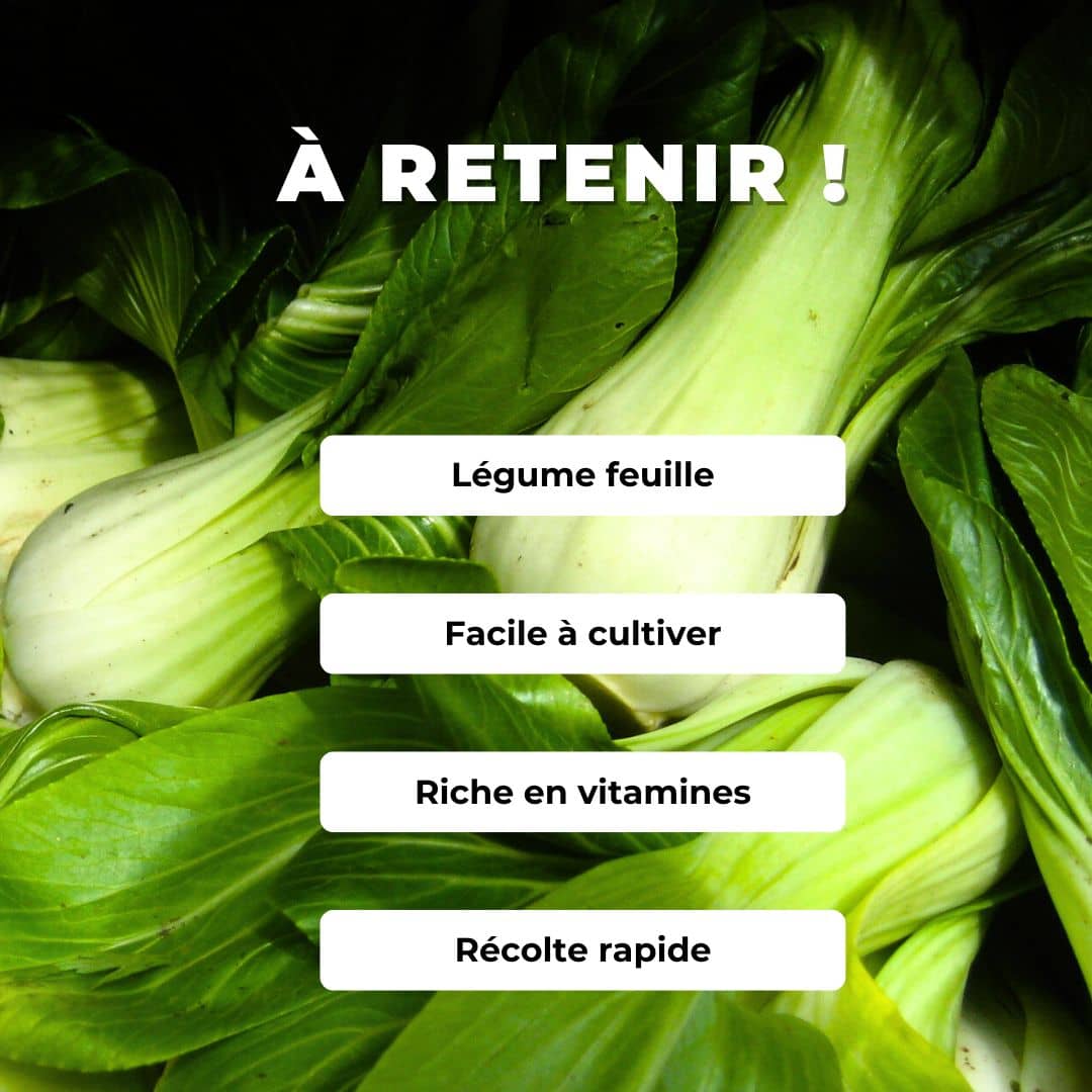 GRAINES de chou chinois Pak Choi Brassica rapa subsp. chinensis plantes potagères monde végétal comment le semer et le cultiver