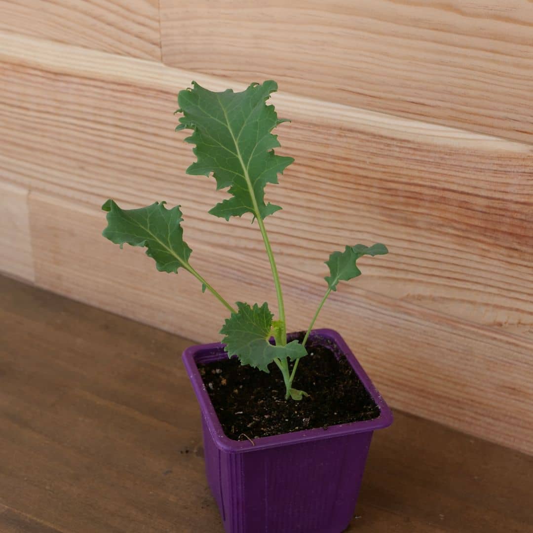 GRAINES de chou kale dwarf green curled à semer et cultiver