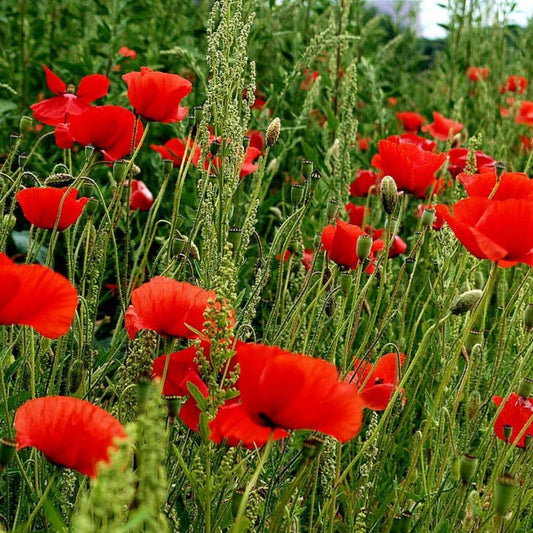 GRAINES de coquelicot papaver rhoeas semer et cultiver avec monde végétal