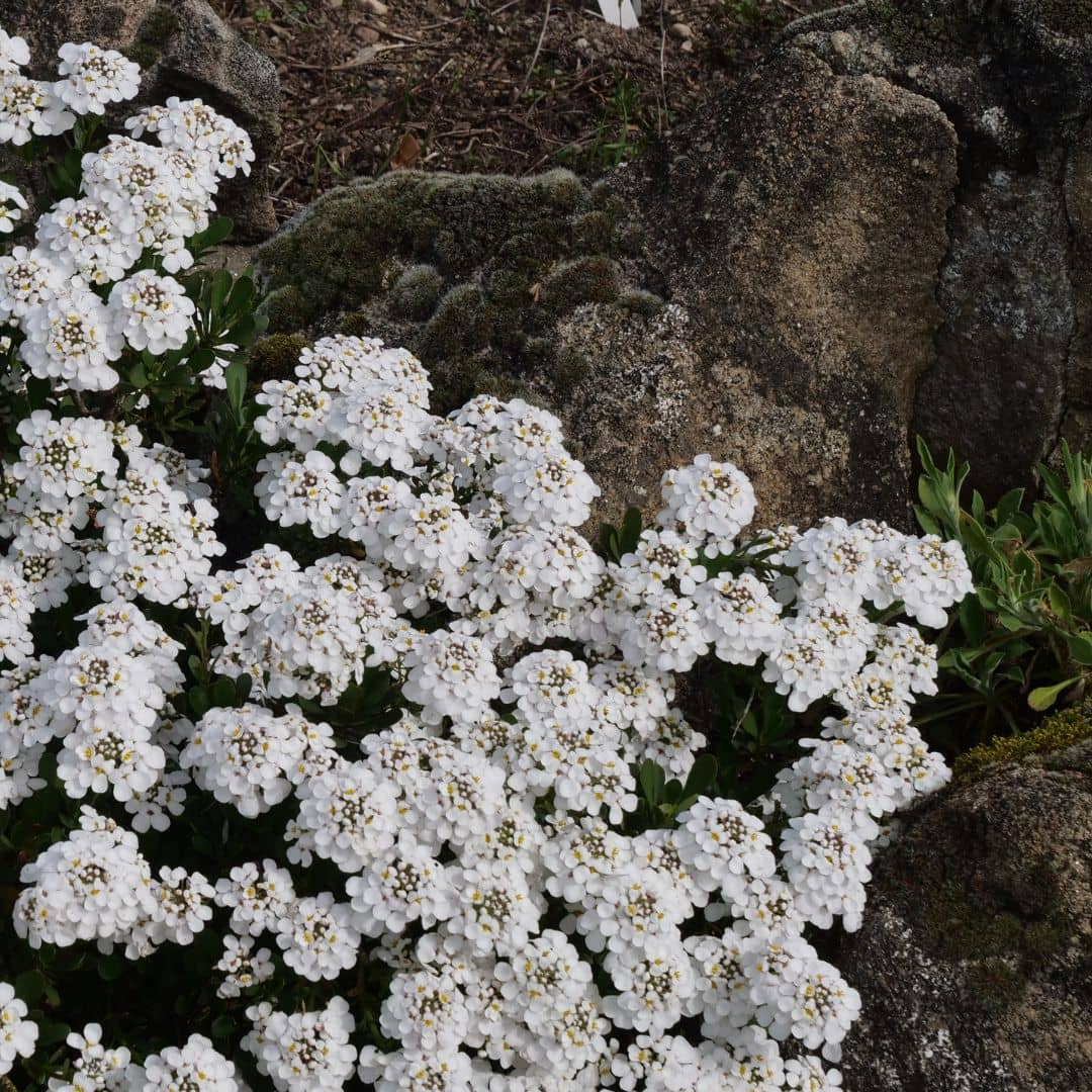 GRAINES de corbeille d'argent iberis sempervirens plante de rocaille résistante au sec