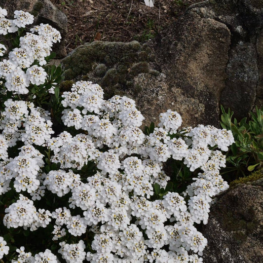 GRAINES de corbeille d'argent iberis sempervirens plante de rocaille résistante au sec