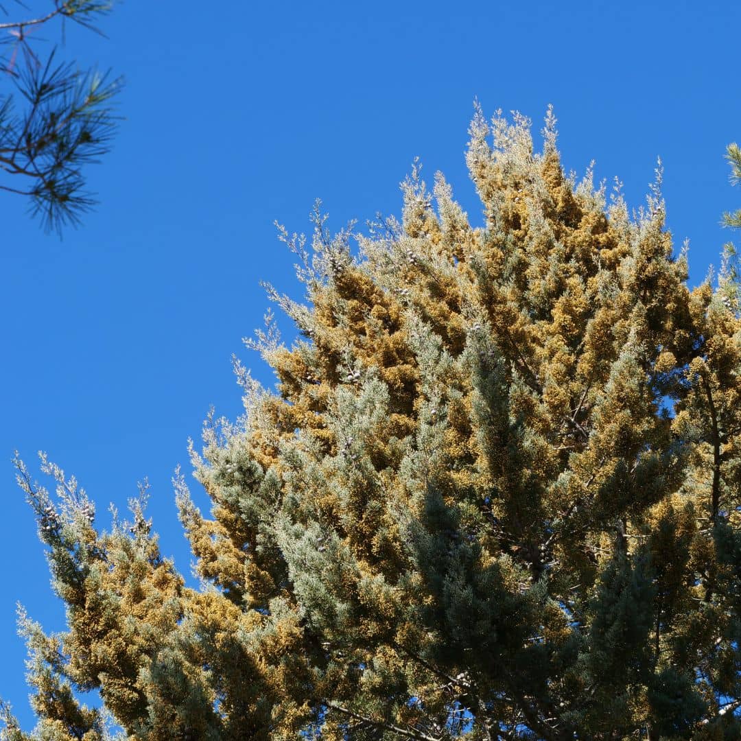 GRAINES de cyprès de l'arizona cupressus arizonica grand conifère de collection sur monde vegetal