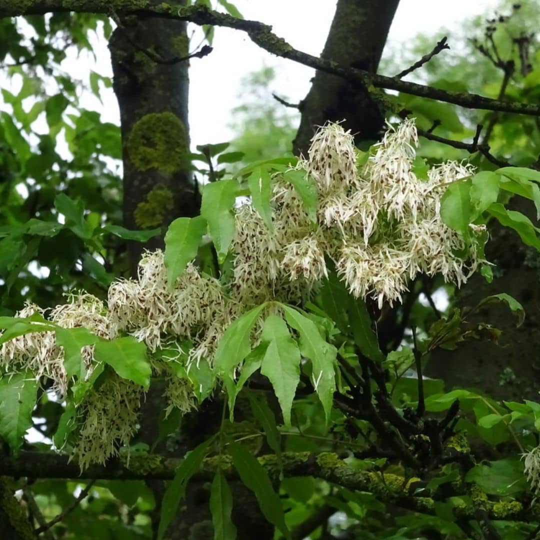GRAINES de frêne à fleurs fraxinus ornus arbres rares à cultiver avec monde vegetal