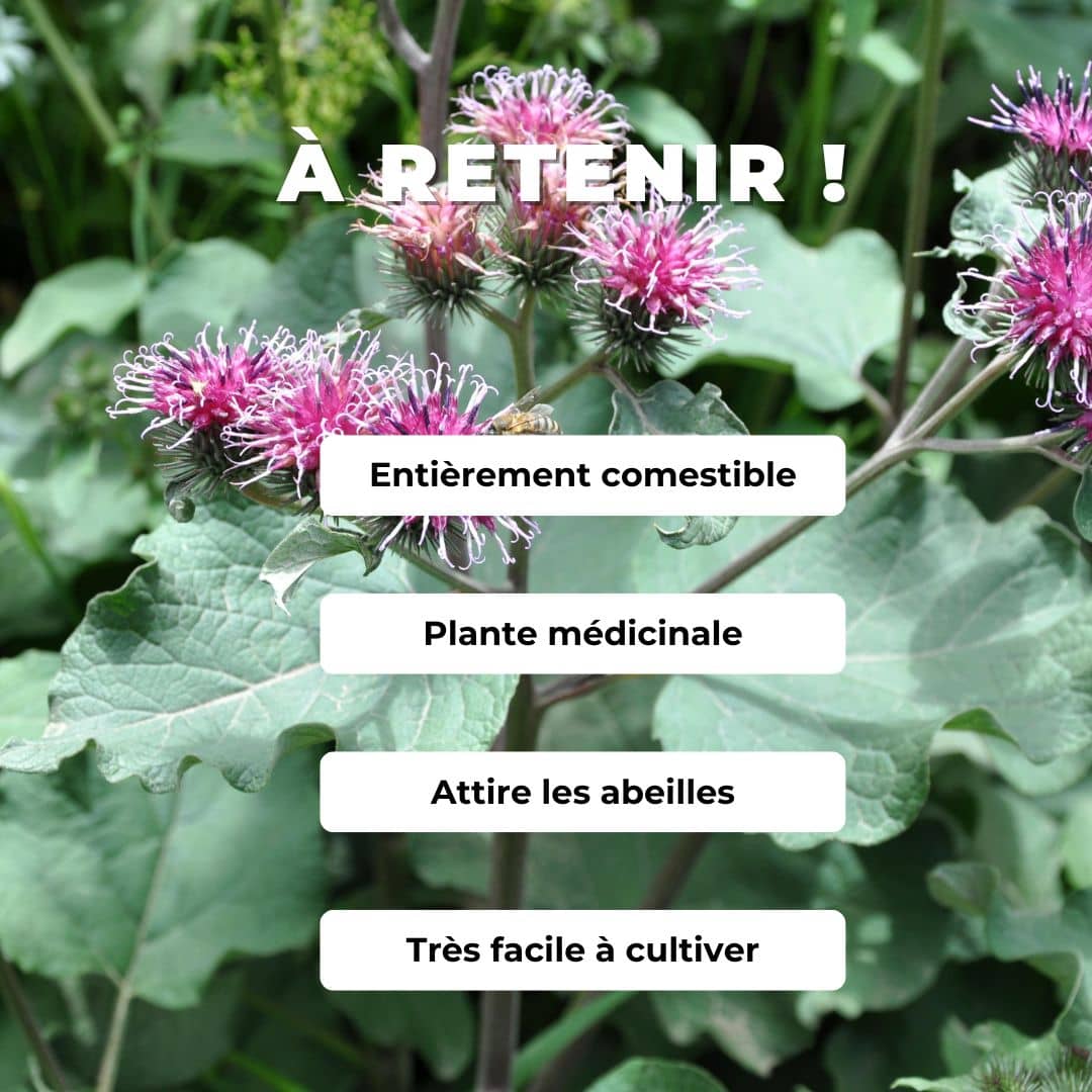 GRAINES de grande bardane arctium lappa plantes sauvages comestible et médicinale monde végétal plantes médicinales