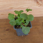 GRAINES de guimauve officinale plante médicinale facile à cultiver