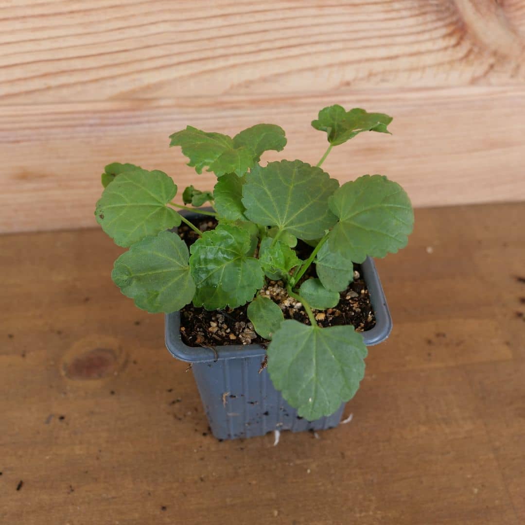 GRAINES de guimauve officinale plante médicinale facile à cultiver