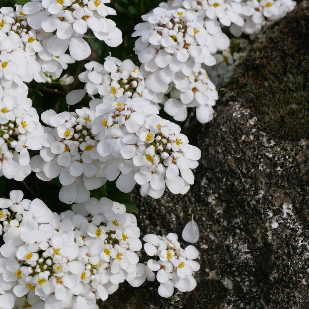 GRAINES de iberis sempervirens plante de rocaille pour du plein sud plein soleil