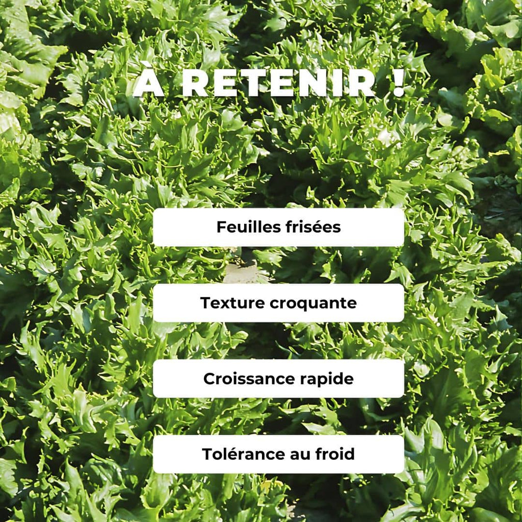 GRAINES de laitue battavia reine des glaces lactuca sativa plantes potagères monde végétal comment semer et cultiver