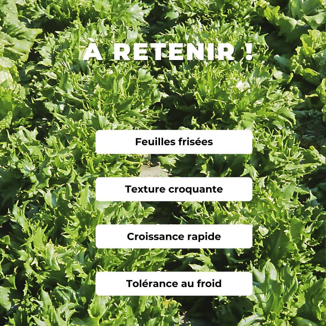 GRAINES de laitue battavia reine des glaces lactuca sativa plantes potagères monde végétal comment semer et cultiver