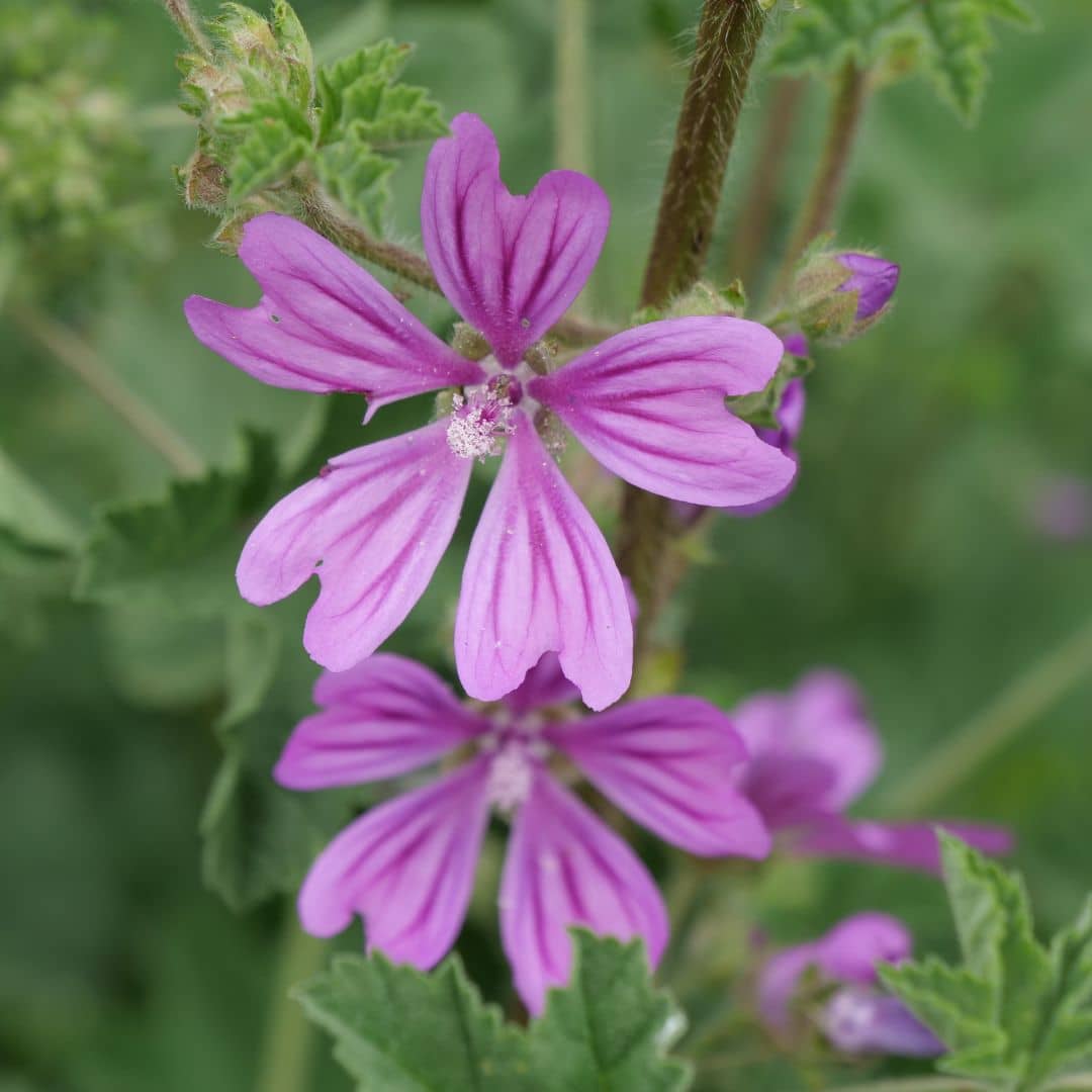 GRAINES de mauve sylvestre mauve pour les infusions à semer cultiver et récolter