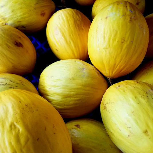 GRAINES de melon canari jaune  Cucumis melo var. inodorus