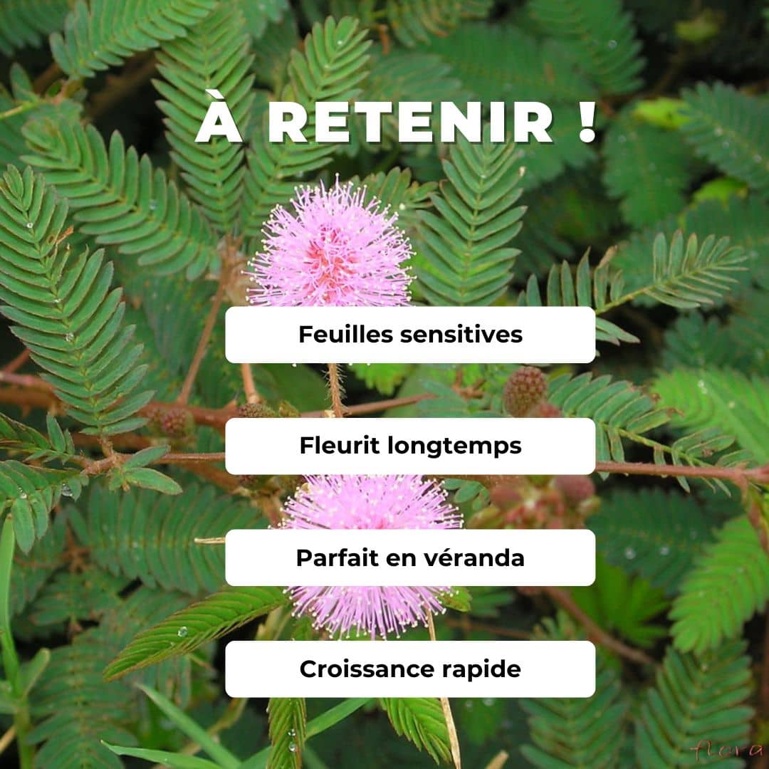 GRAINES de mimosa pudica Mimosa pudique plante sensitive monde végétal comment le cultiver