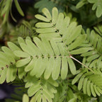 GRAINES de mimosa pudica plante sensitive à cultiver en intérieur