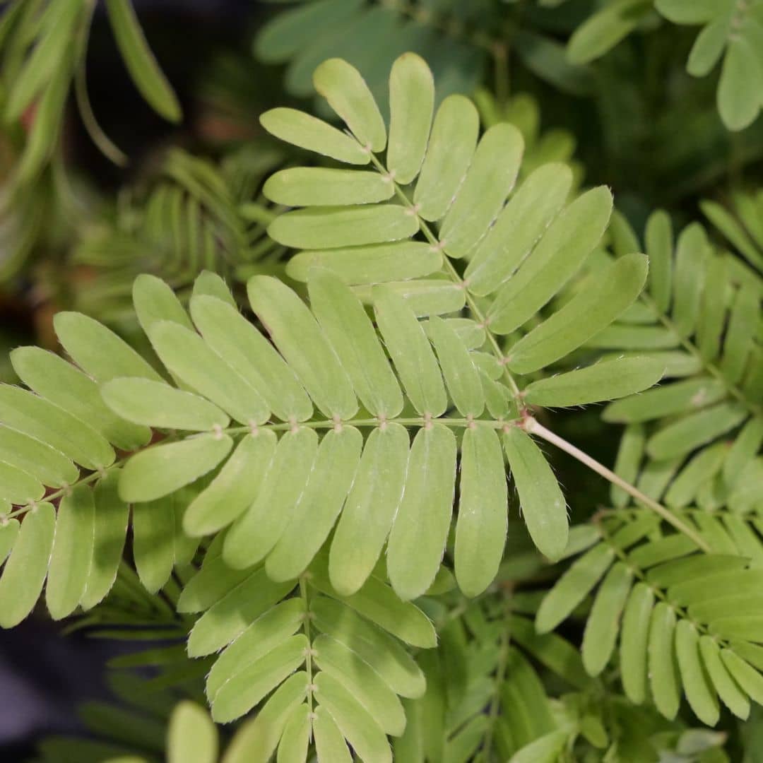 GRAINES de mimosa pudica plante sensitive à cultiver en intérieur