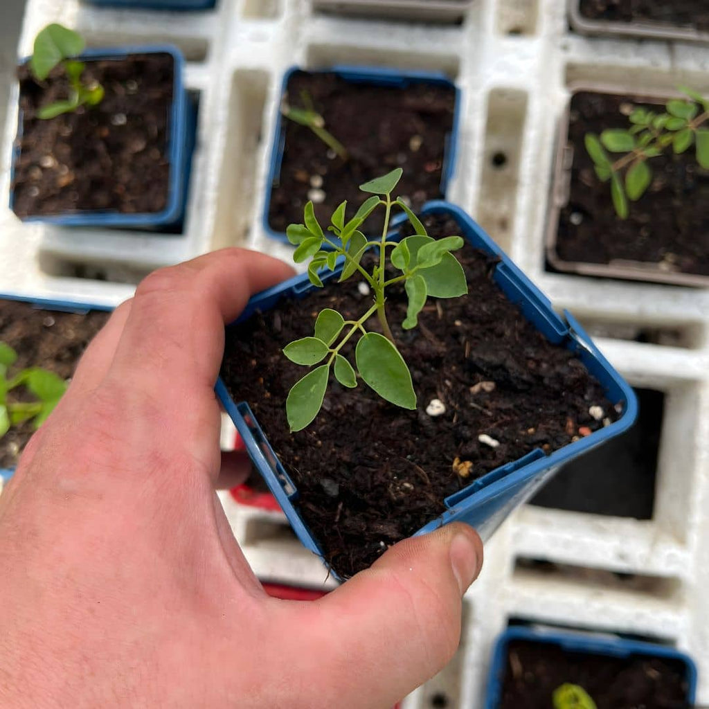 GRAINES de moringa comment réussir un semis de l'arbre de vie avec monde vegetal
