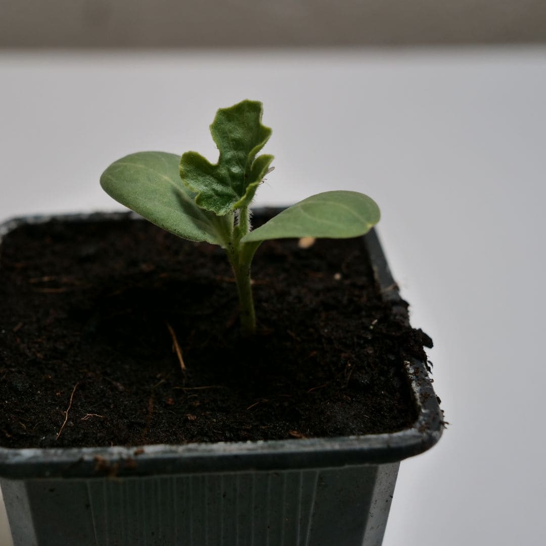 GRAINES de pastèque sugar baby Citrullus lanatus jeune semis jeune plantule comment semer monde vegetal