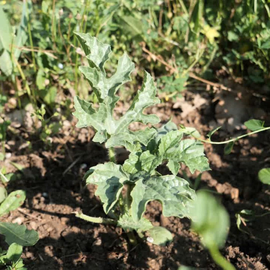 GRAINES de pastèque sugar baby Citrullus lanatus jeune semis jeune plantule comment semer monde vegetal culture de la pasteque