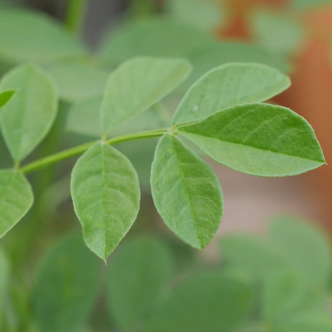 GRAINES de réglisse glycyrrhiza glabra à cultiver avec monde vegetal