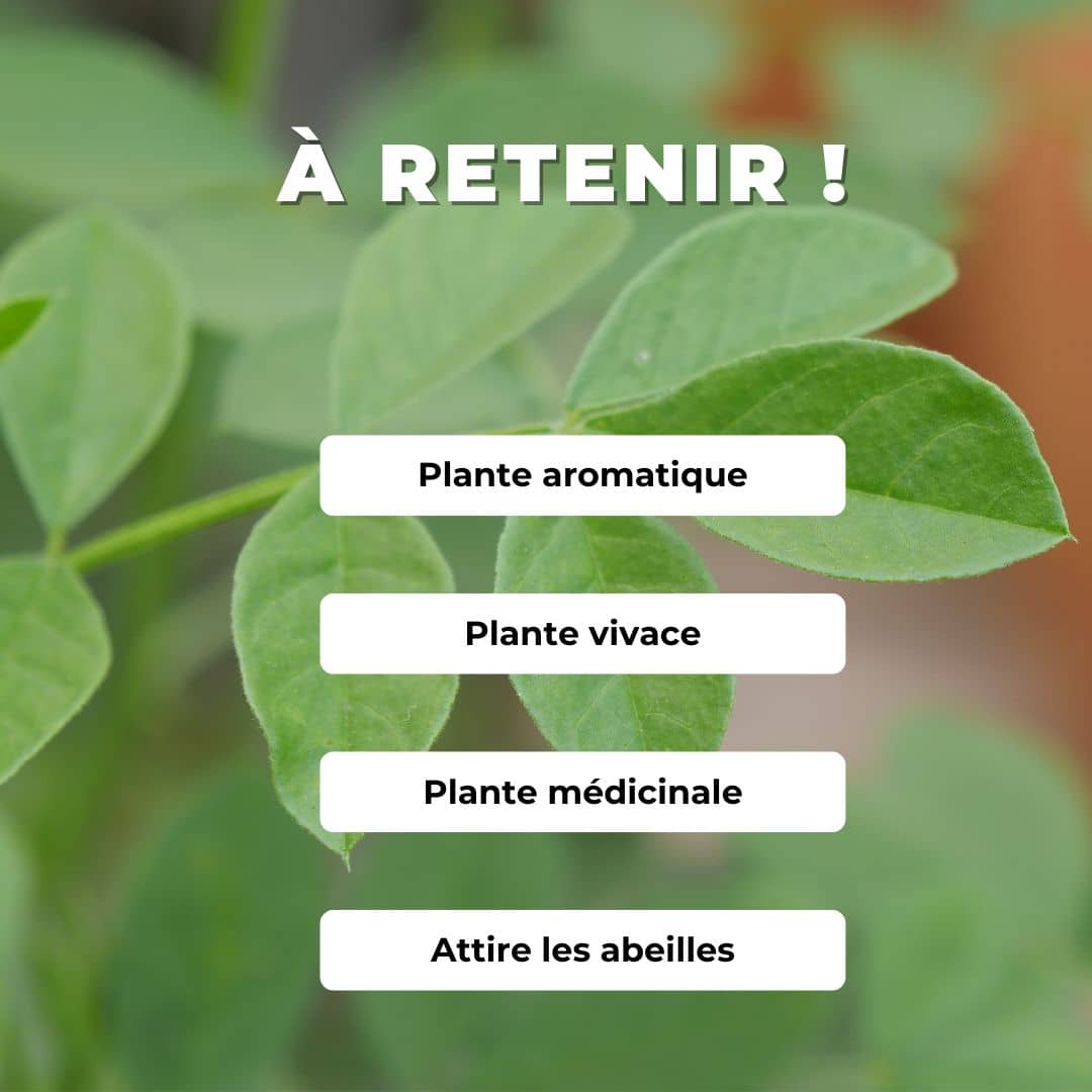 GRAINES de réglisse glycyrrhiza glabra comment le cultiver