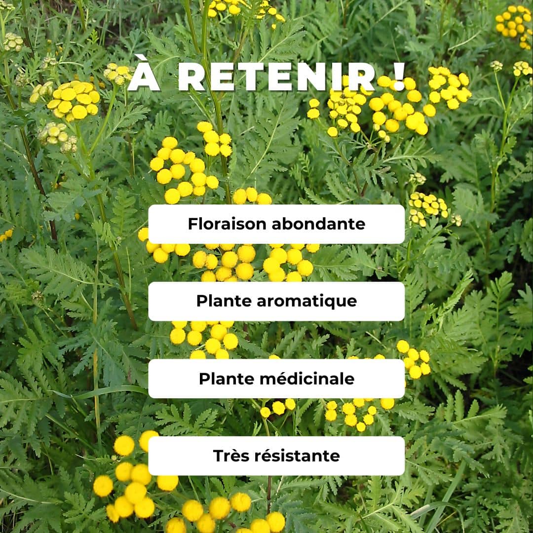 GRAINES de tanaisie commune tanaisie vulgaire tanacetum vulgare monde végétal plantes sauvages comment la cultiver