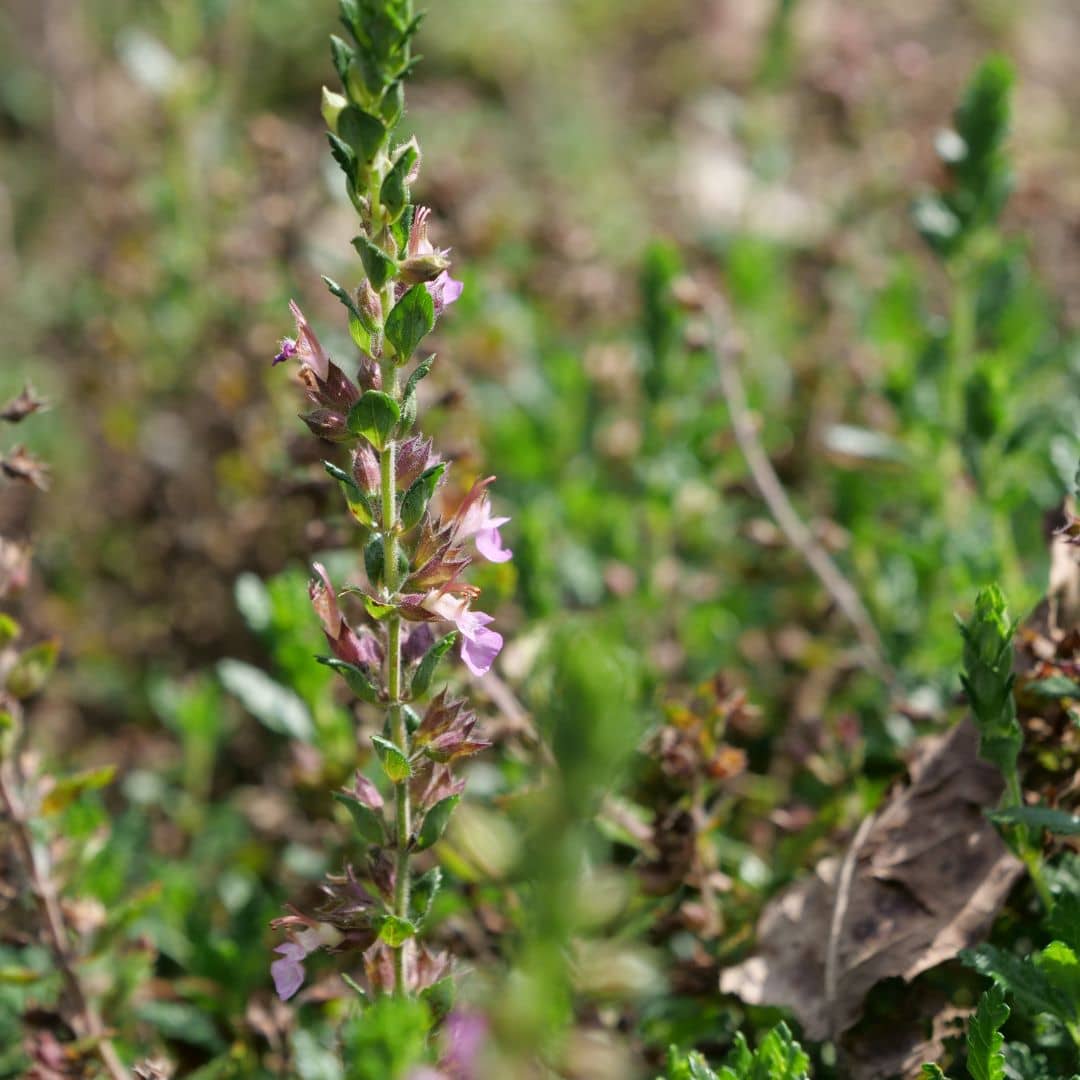 GRAINES de teucrium chamaedrys germandrée petit chêne à cultiver