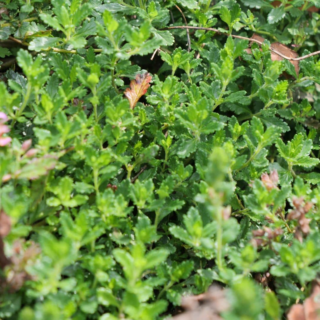 GRAINES de teucrium chamaedrys germandrée petit chêne à cultiver petite plante couvre sol de rocaille