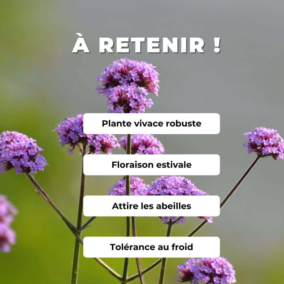 GRAINES de verveine de buenos aires verbena bonariensis monde végétal plantes vivaces à fleurs