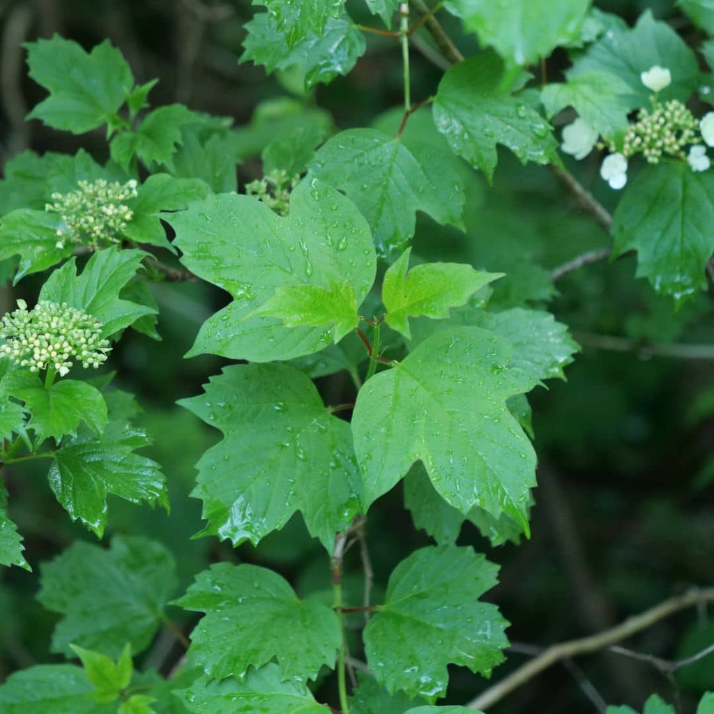 GRAINES de viburnum opulus arbuste sauvage à cultiver