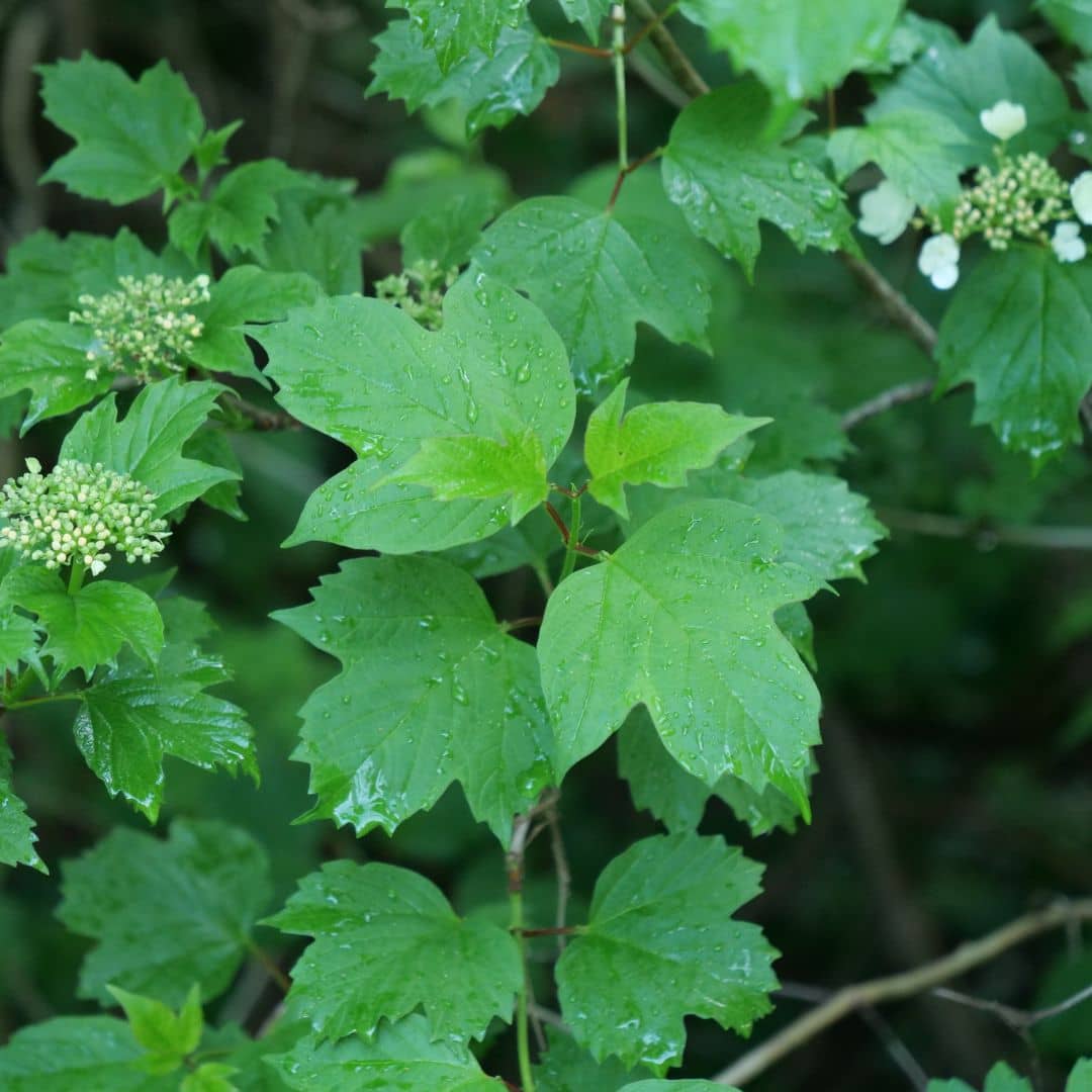 GRAINES de viburnum opulus arbuste sauvage à cultiver